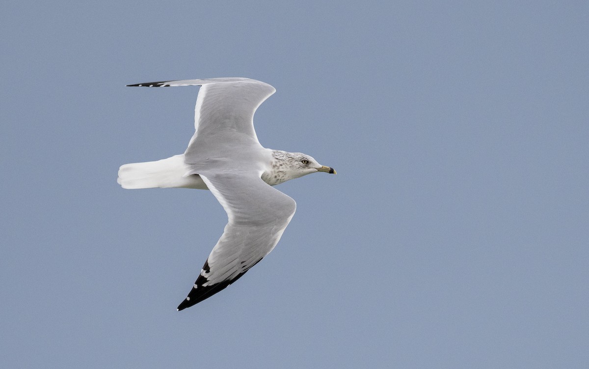 Ring-billed Gull - ML371987641