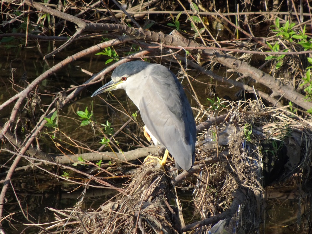 Квак звичайний - ML371988221