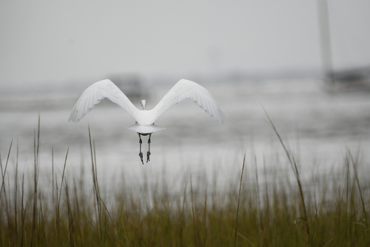 Grande Aigrette - ML371989081