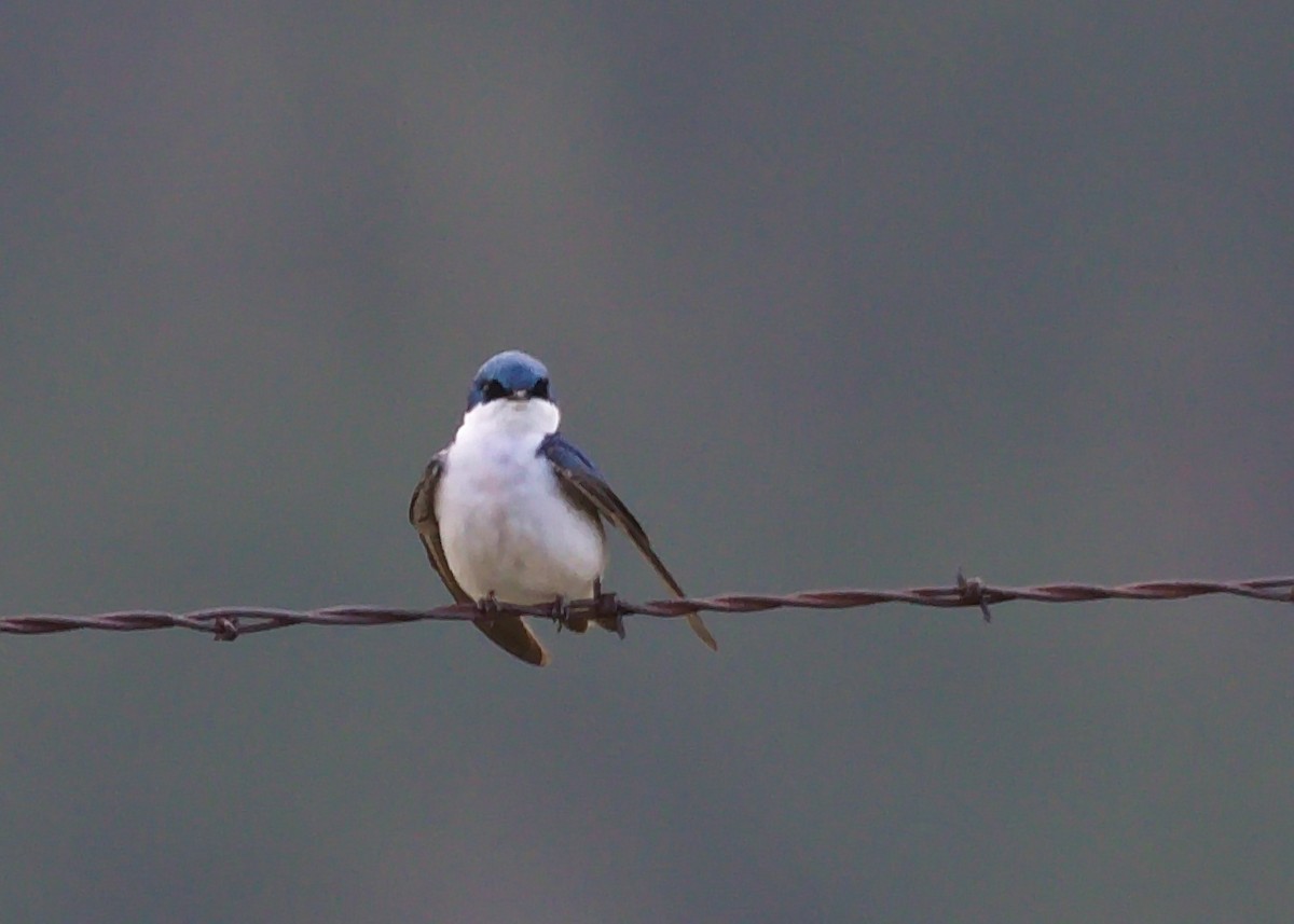 Golondrina Bicolor - ML371990841