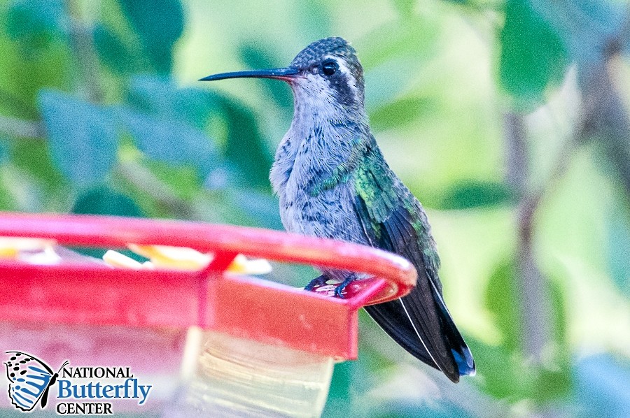 Broad-billed Hummingbird - ML371991301