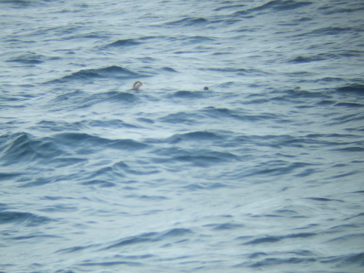 Parakeet Auklet - ML37199171