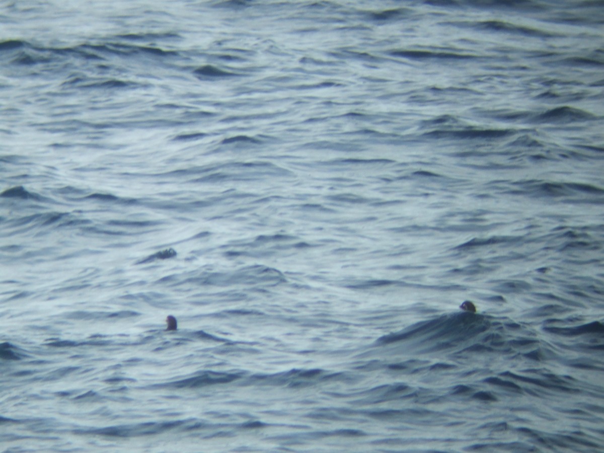 Parakeet Auklet - ML37199191