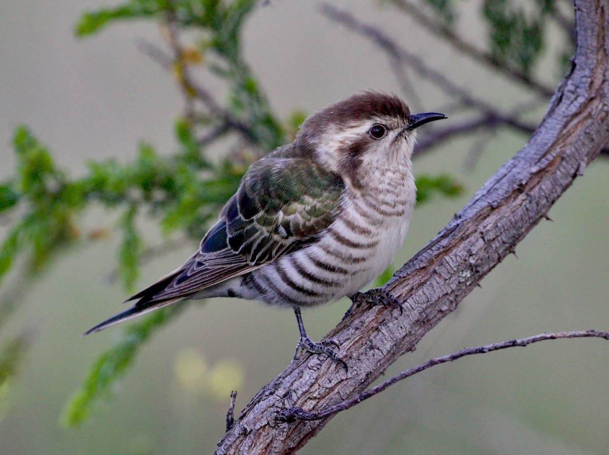 Horsfield's Bronze-Cuckoo - ML371992791