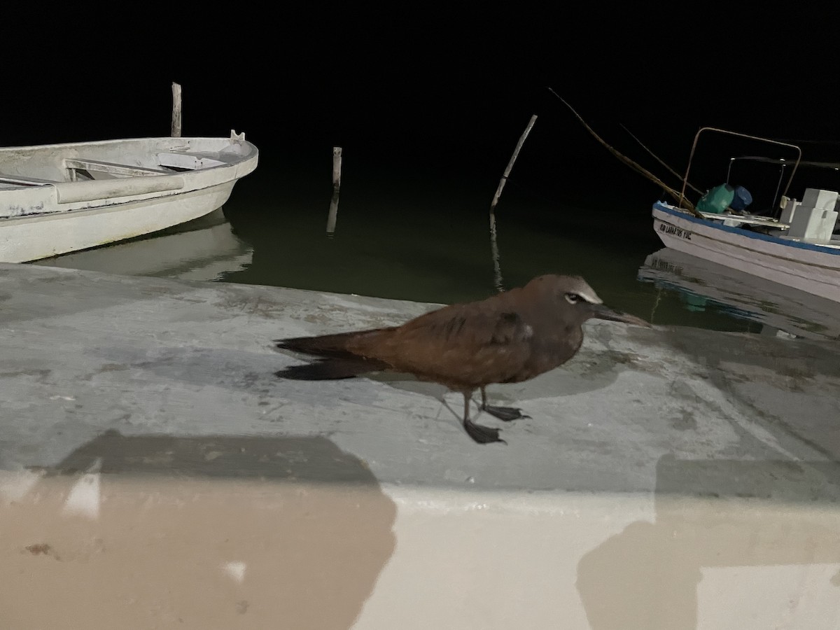 nody obecný - ML371993441