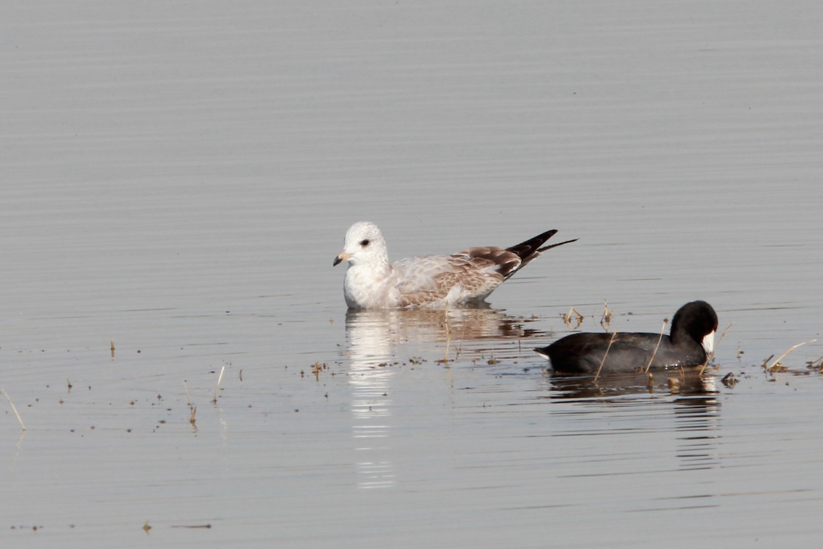 Short-billed Gull - ML371995411
