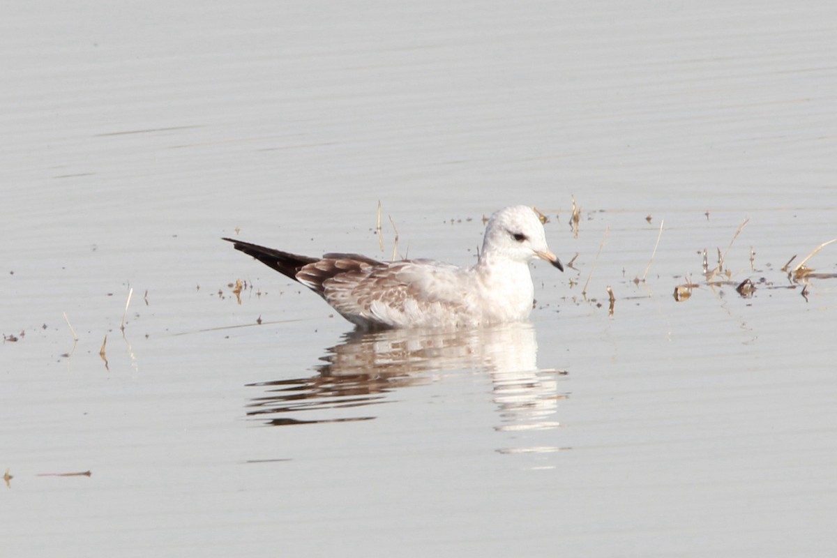 Short-billed Gull - ML371995551
