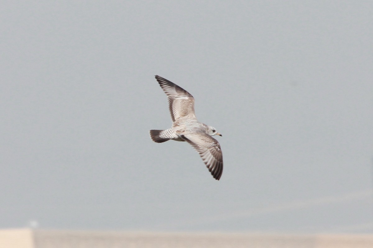 Short-billed Gull - ML371995561