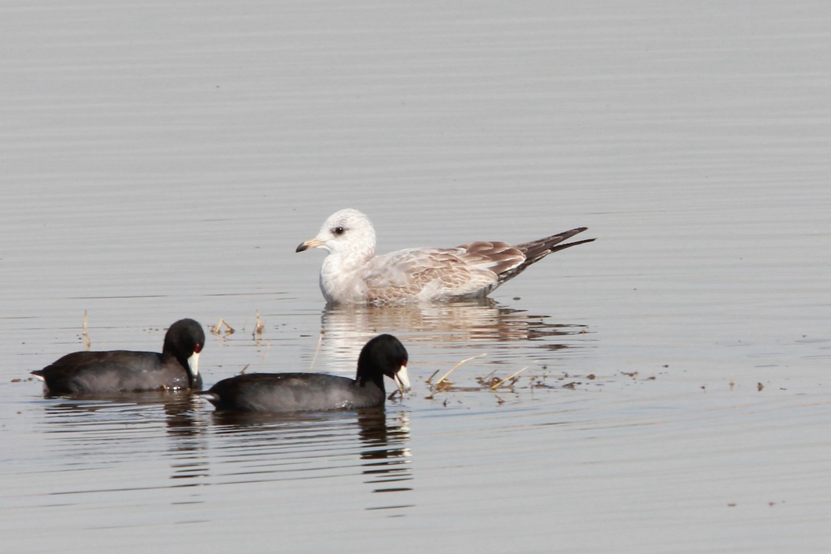Short-billed Gull - ML371995571