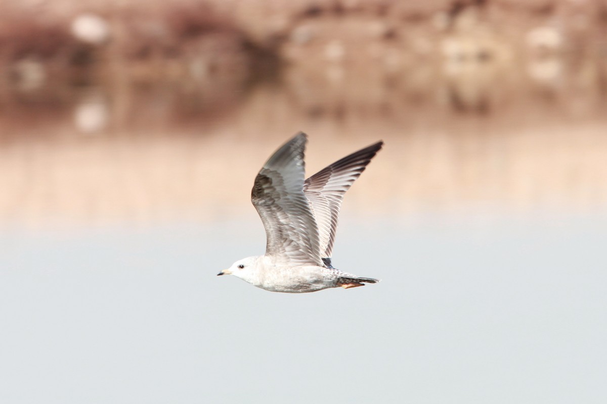 Short-billed Gull - ML371995581