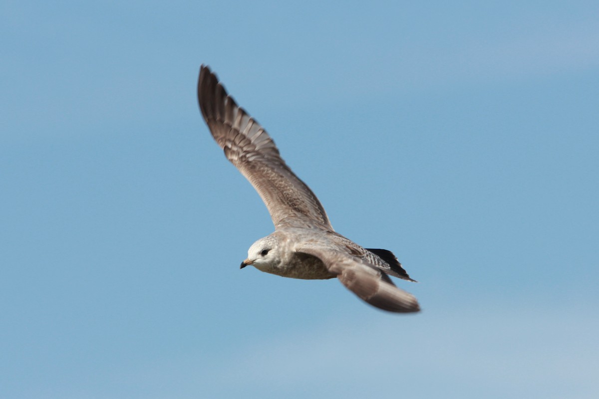 Short-billed Gull - ML371995591