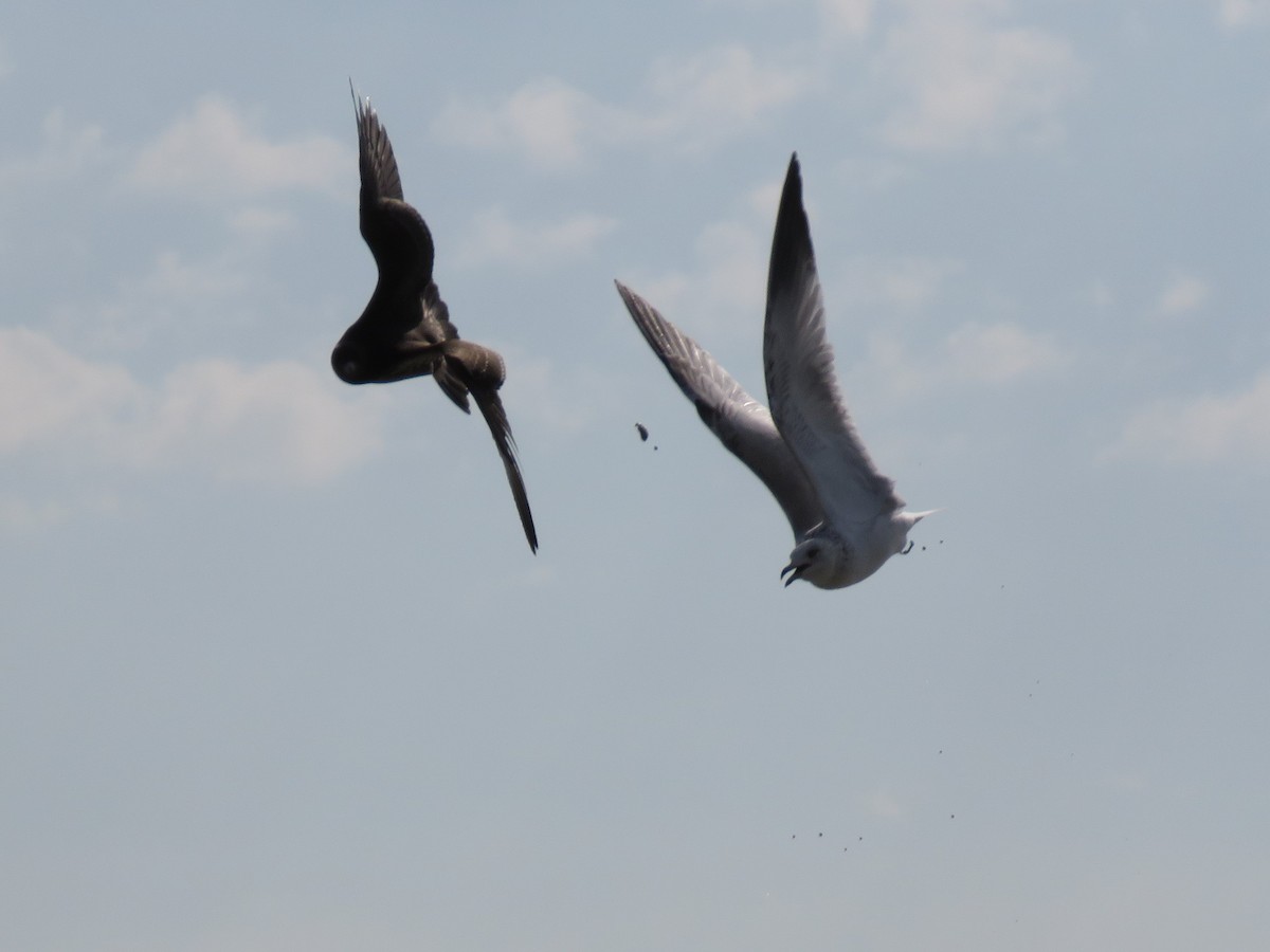 Ring-billed Gull - ML371996351