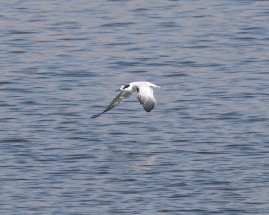 Common Tern - ML37199761