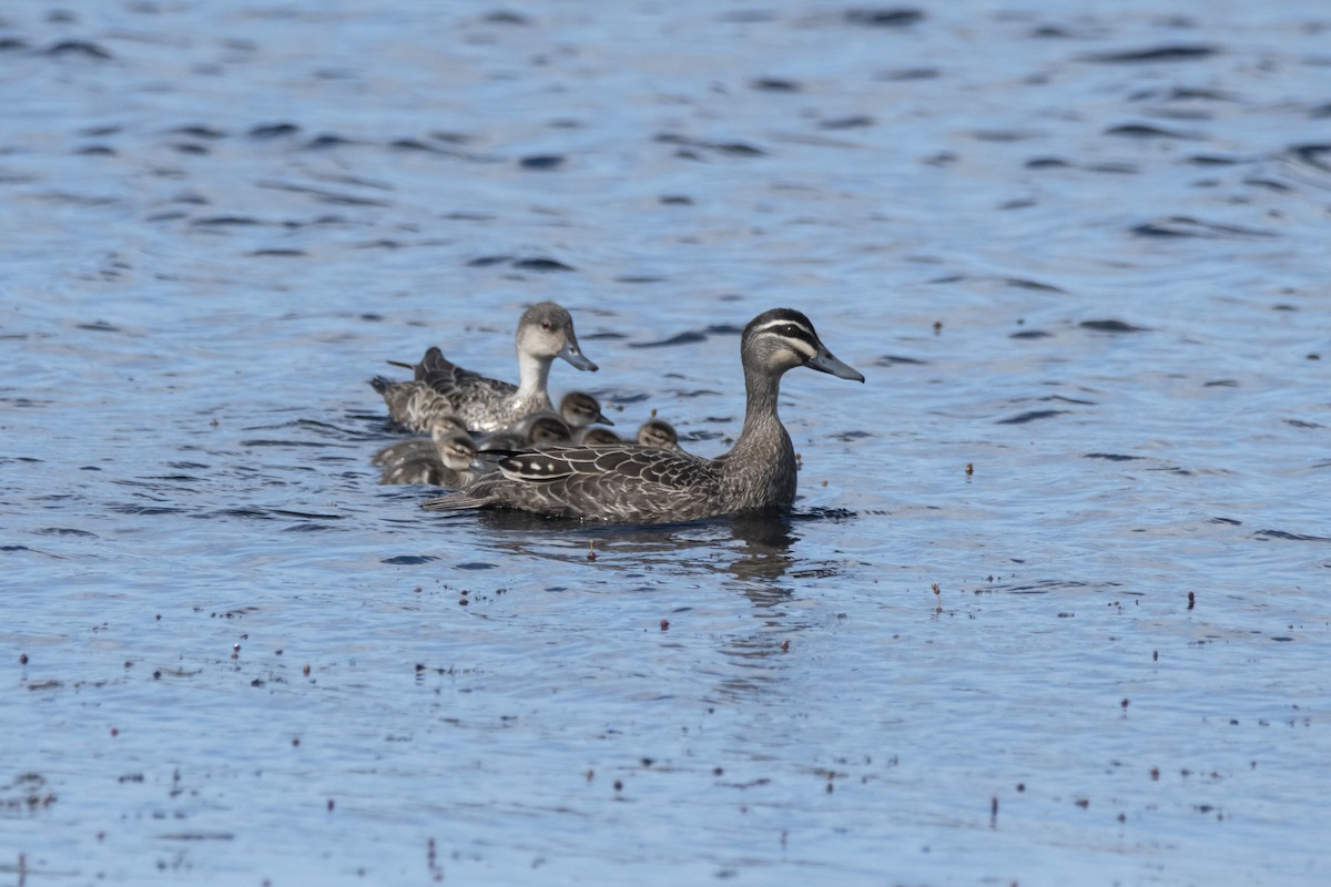 Pacific Black Duck x Gray Teal (hybrid) - Owen  Lawton