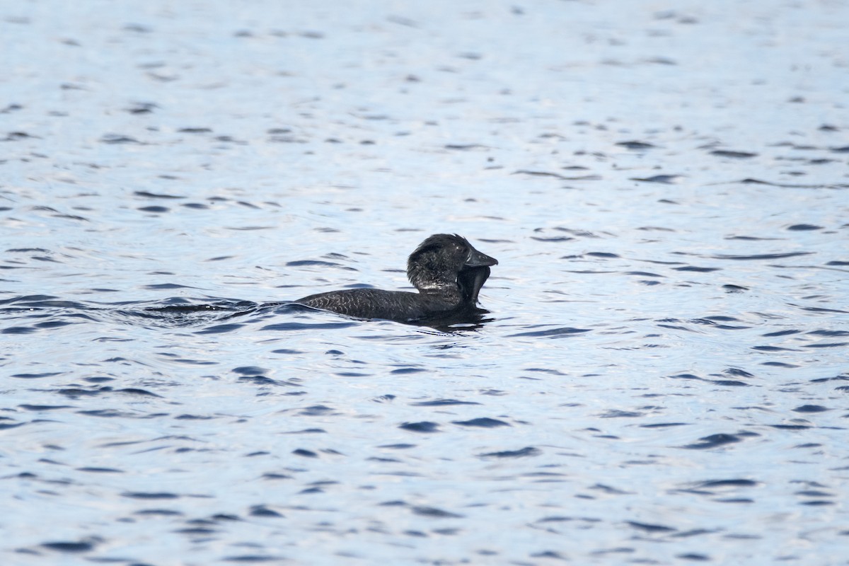 Musk Duck - Owen  Lawton