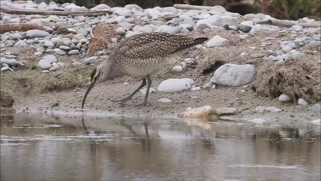 Whimbrel - ML372000641