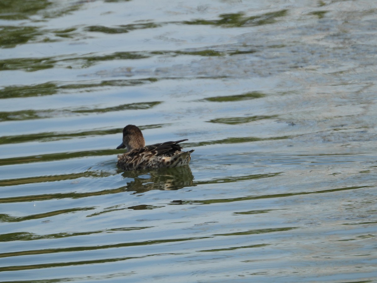 Green-winged Teal - ML372001101