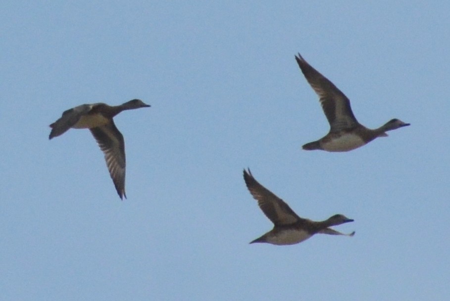American Wigeon - ML372002401