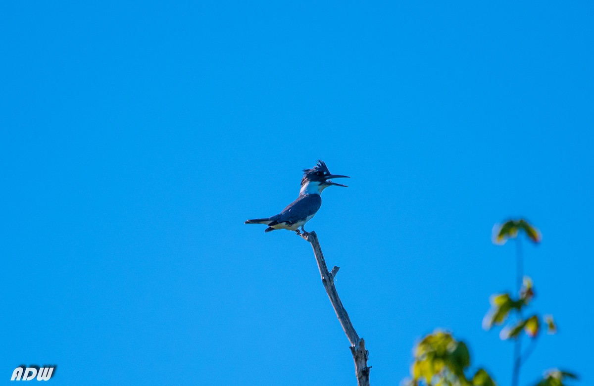 Belted Kingfisher - Ardell Winters