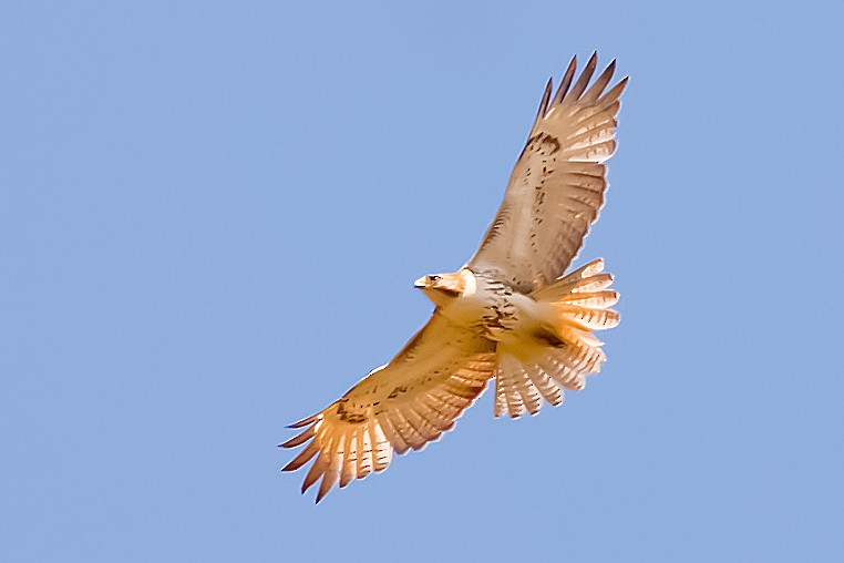 Red-tailed Hawk - Anonymous