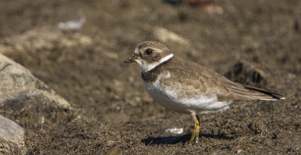 Semipalmated Plover - ML372010231
