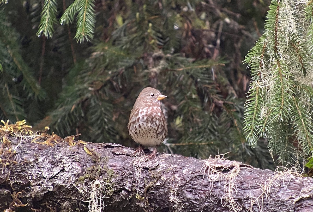 Fox Sparrow - ML372011141