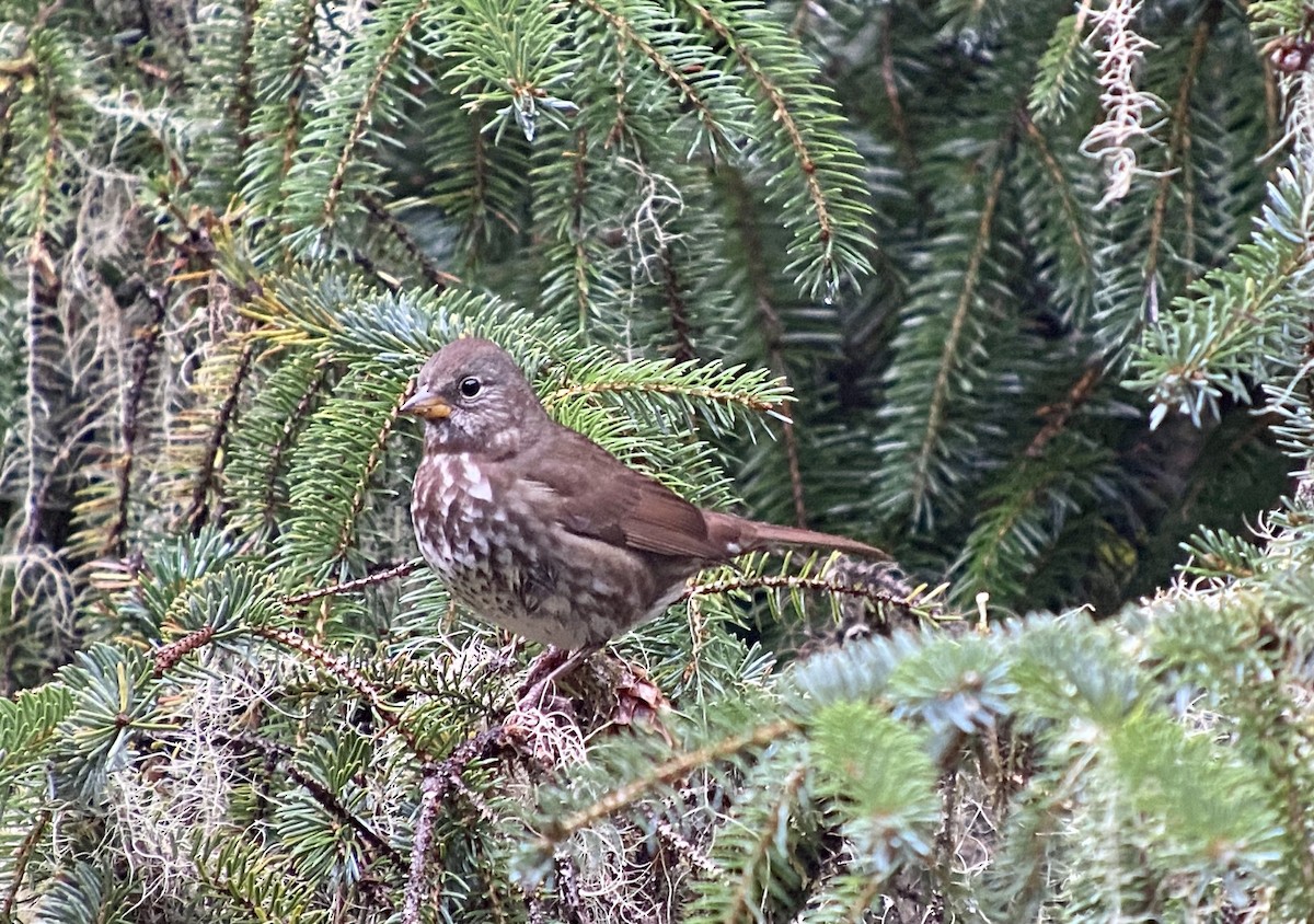 Fox Sparrow - ML372011211