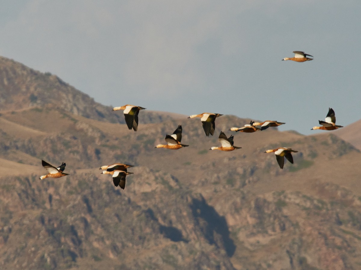 Ruddy Shelduck - ML372012051