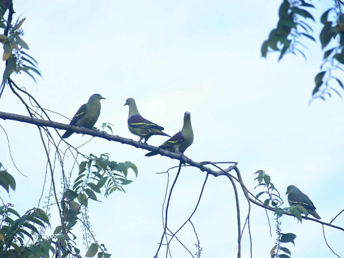 Gray-fronted Green-Pigeon - Santhosh Kallingal