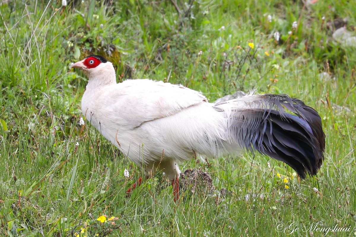 Белый ушастый фазан - ML372013531