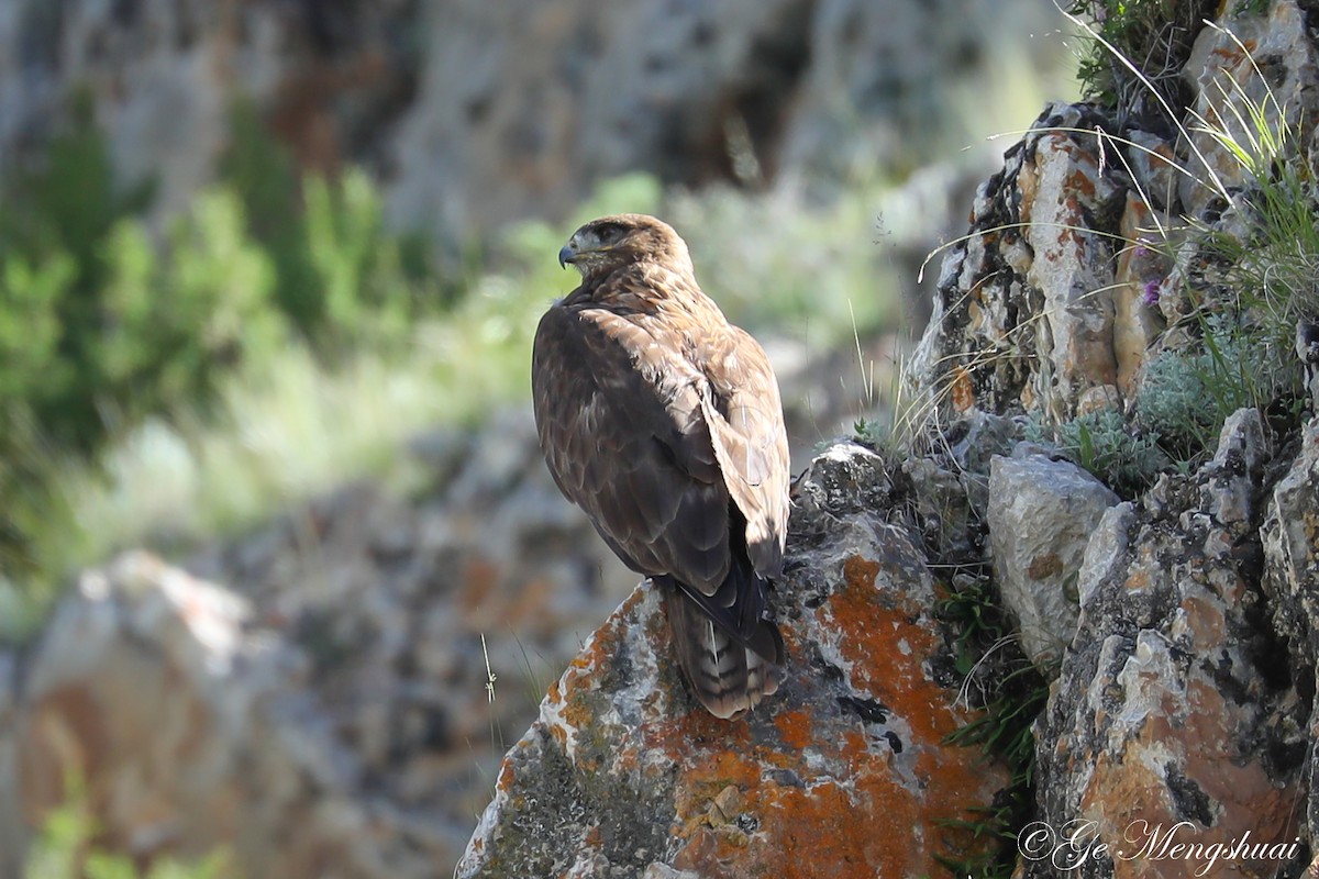 Himalayan Buzzard - ML372013841