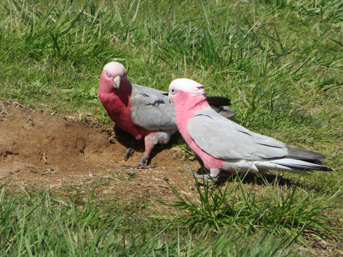 Cacatúa Galah - ML372013901