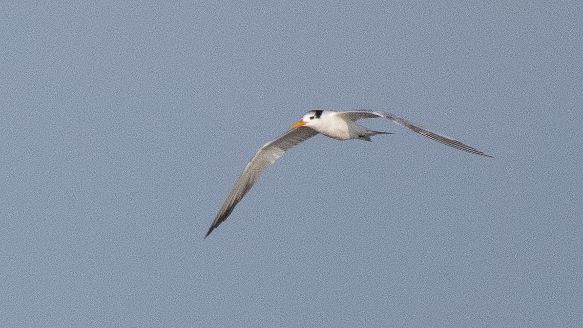 Lesser Crested Tern - ML372014541