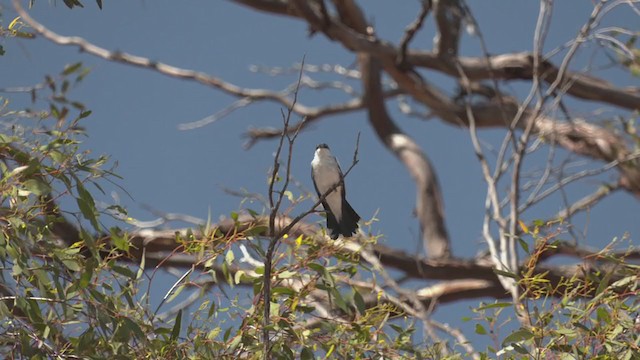 White-winged Triller - ML372016271