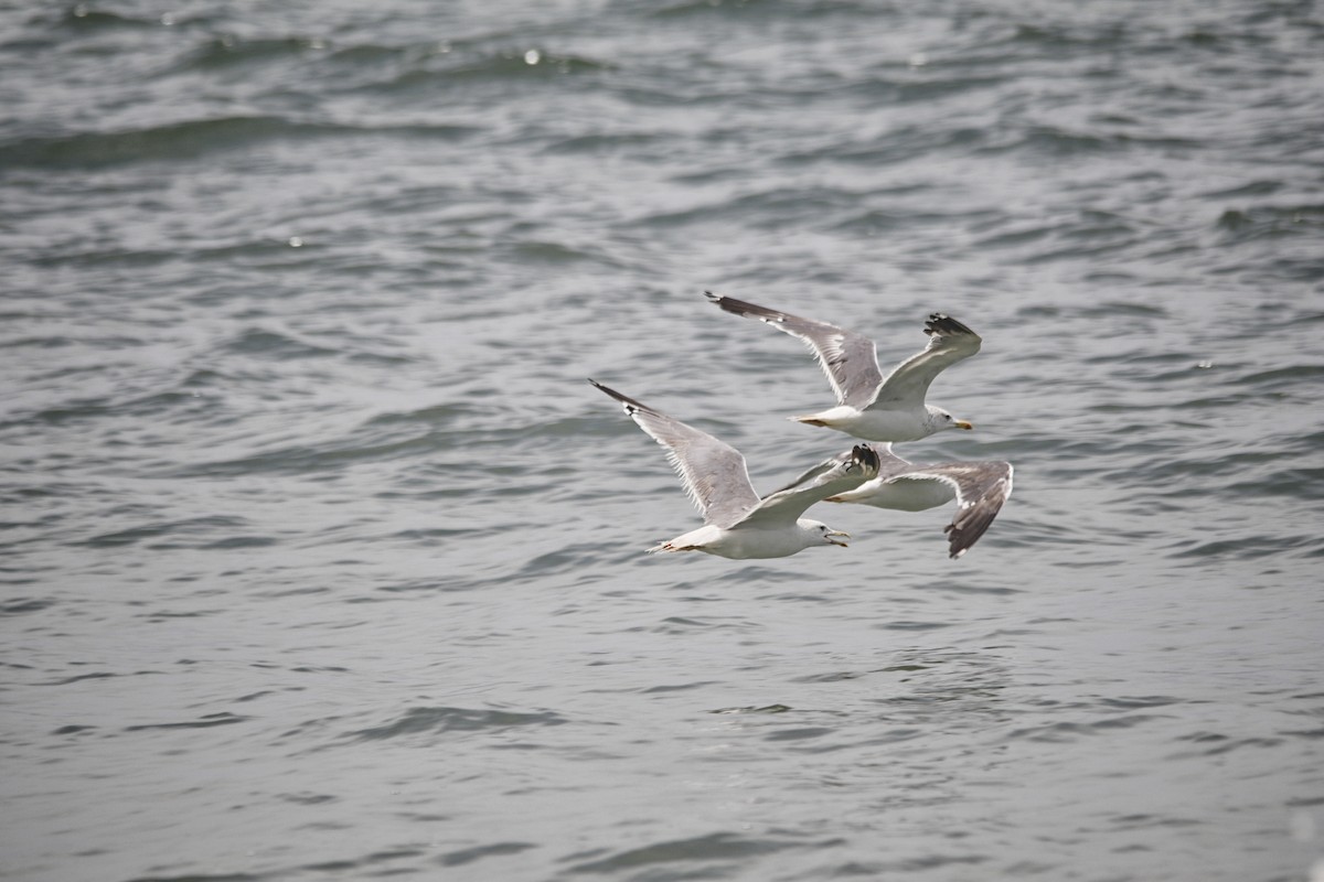 Lesser Black-backed Gull (Heuglin's) - ML372022131