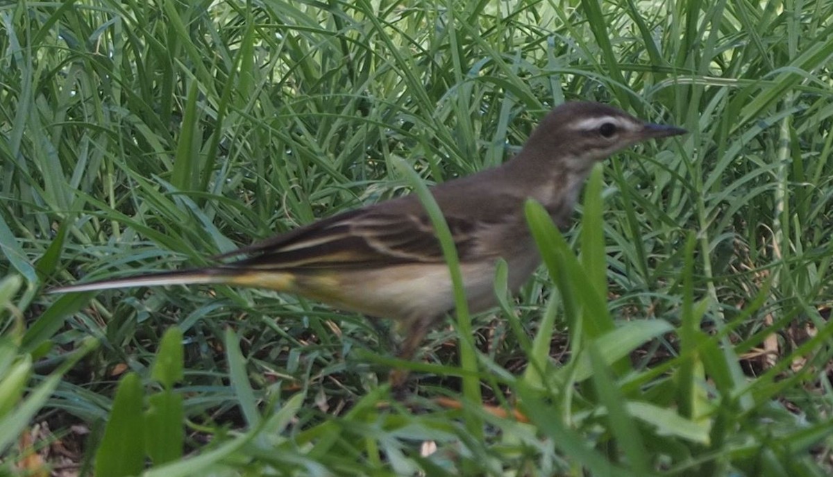 Western Yellow Wagtail - ML372022411