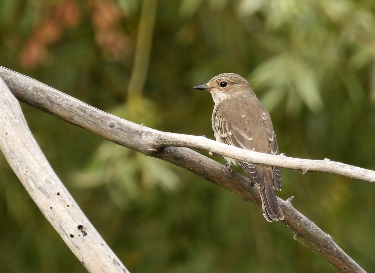 Spotted Flycatcher - ML372022781