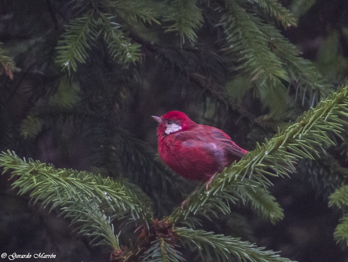 Red Warbler - ML37202291