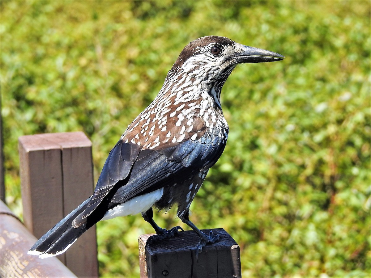 Eurasian Nutcracker - ML372022941