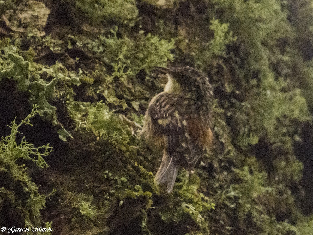 Brown Creeper - ML37202321