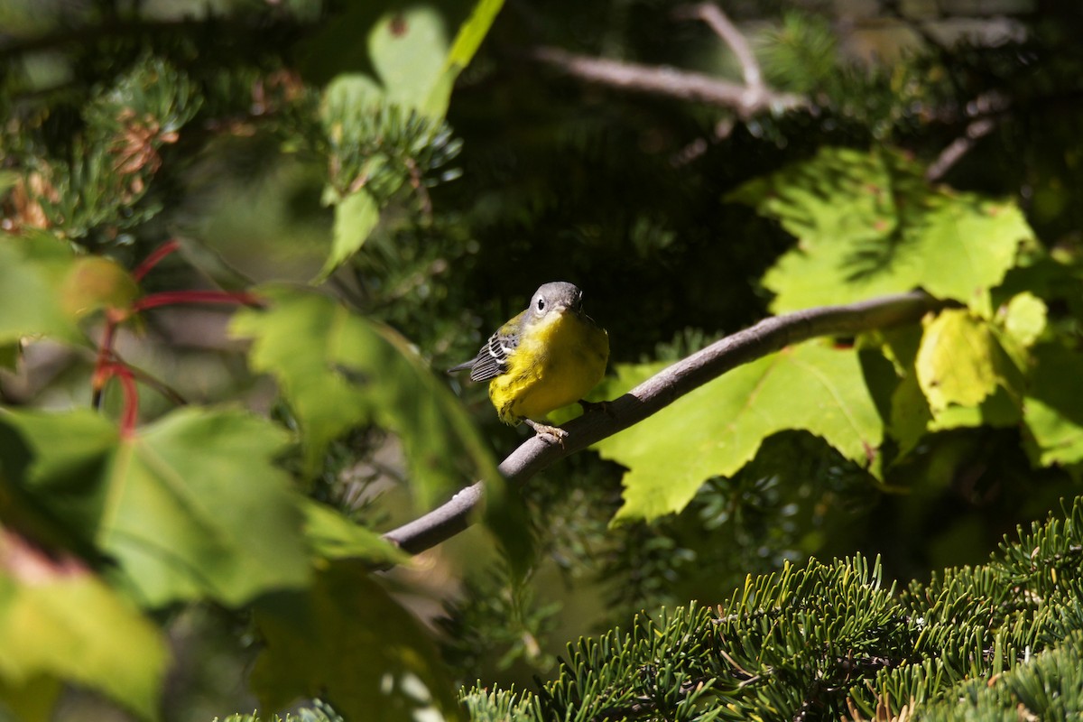 Magnolia Warbler - ML37202341