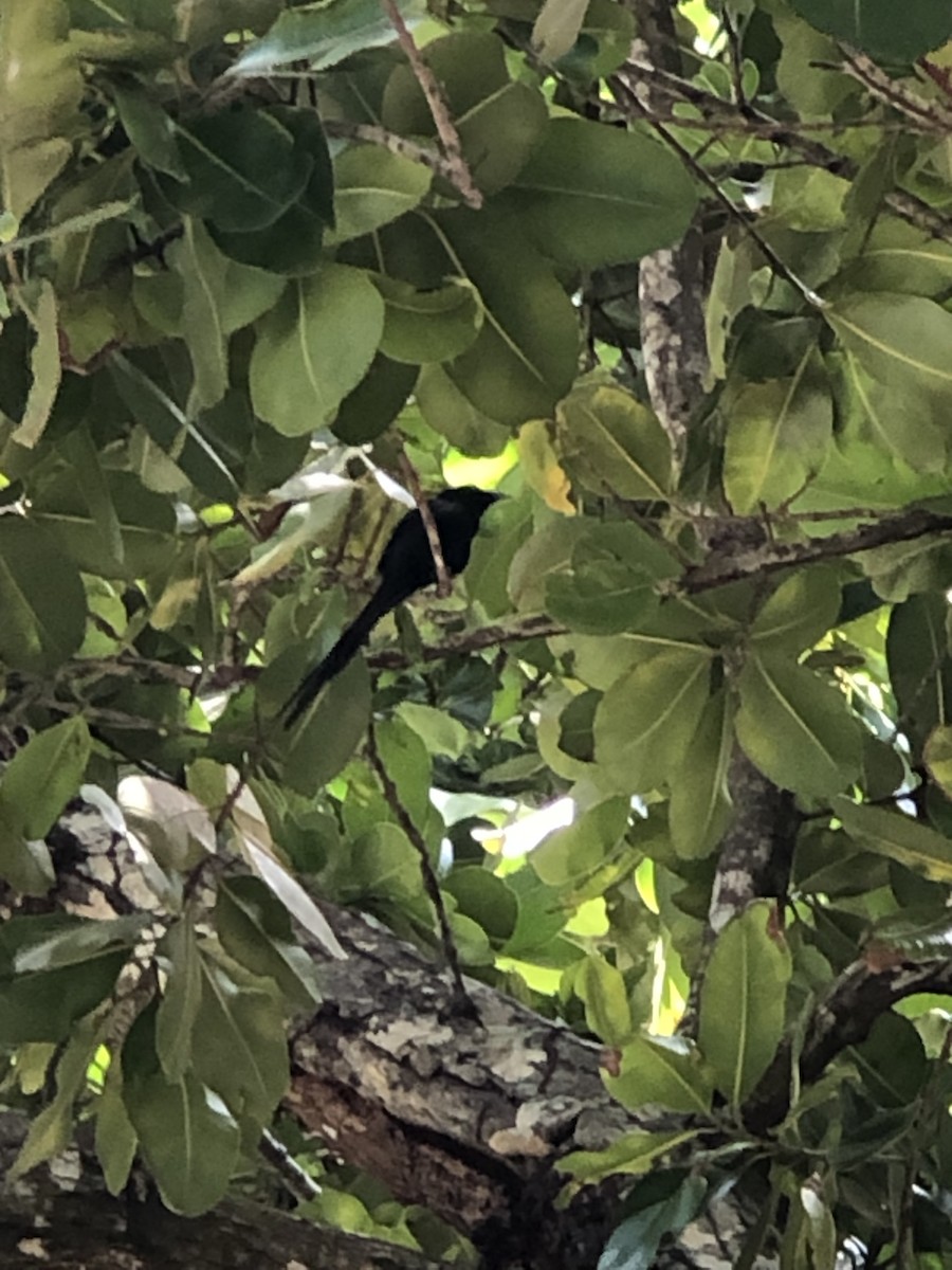 Seychelles Paradise-Flycatcher - Byron Swift