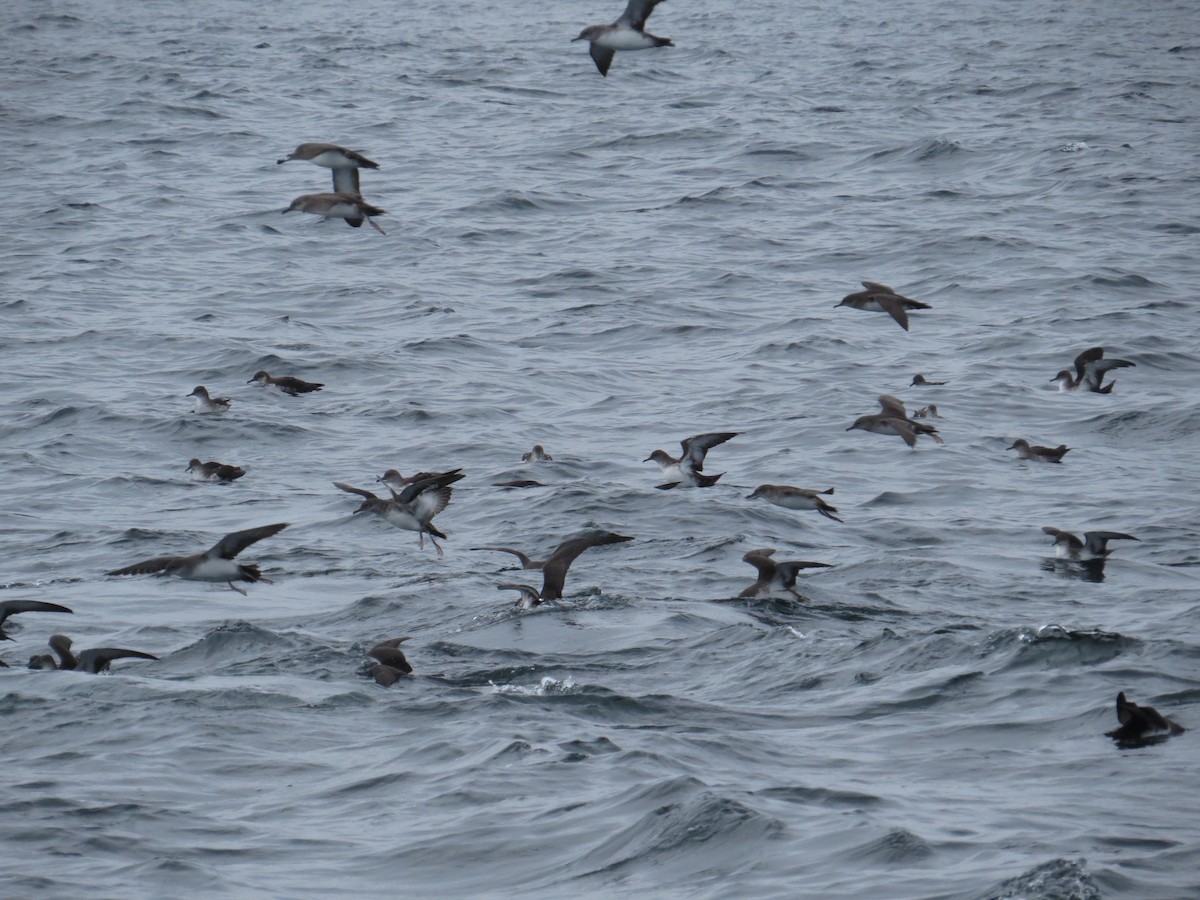 Black-vented Shearwater - Don Glasco