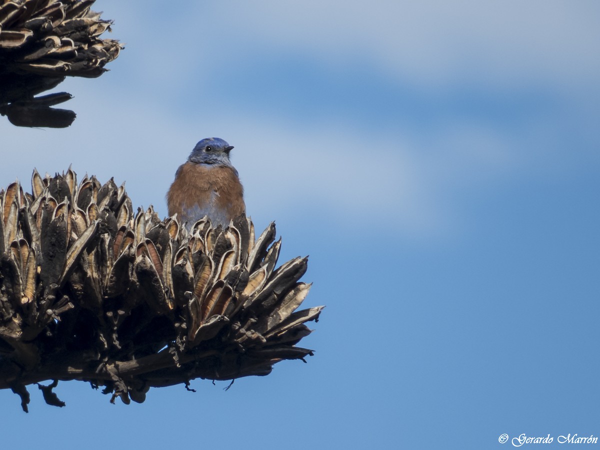 Western Bluebird - ML37202541