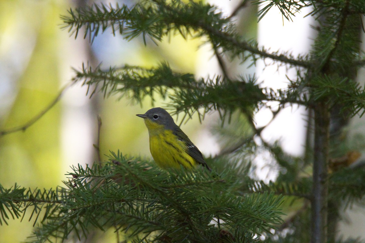 Magnolia Warbler - ML37202611