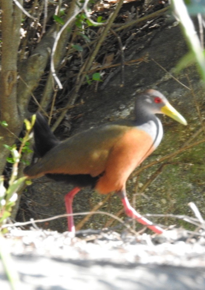 Gray-cowled Wood-Rail - ML372027341