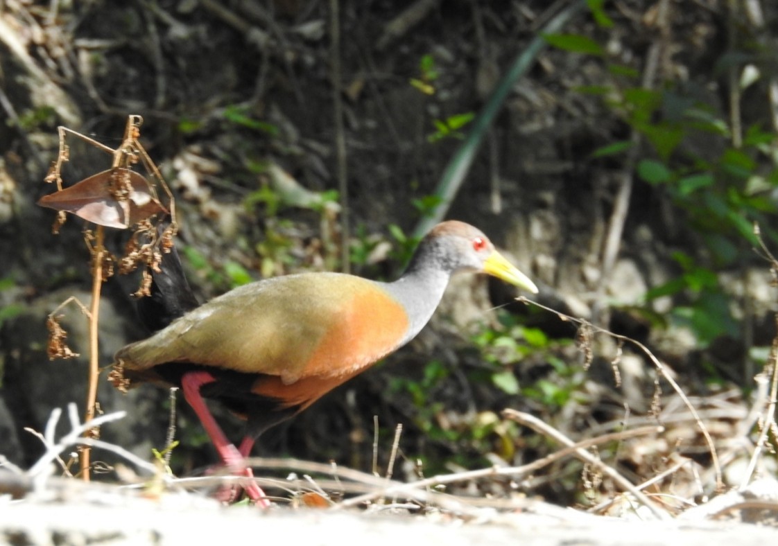 Gray-cowled Wood-Rail - ML372027351