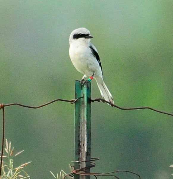 Pie-grièche migratrice - ML37202841