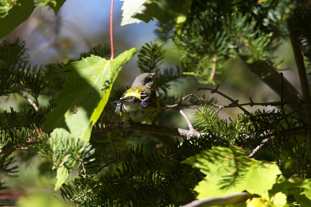 Magnolia Warbler - ML37202991