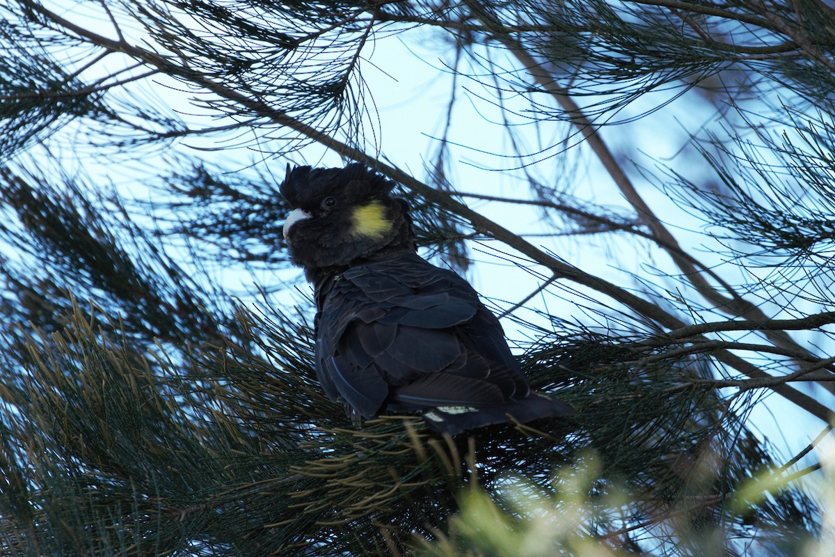 Yellow-tailed Black-Cockatoo - ML372032861